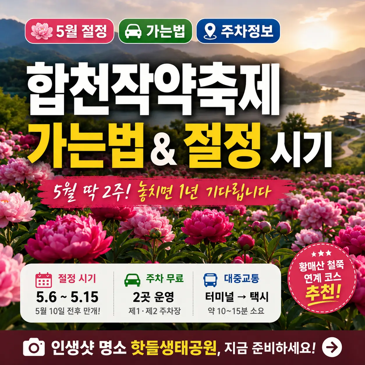 분홍 작약이 만개한 합천 핫들생태공원과 축제 방문 정보를 담은 썸네일 이미지.